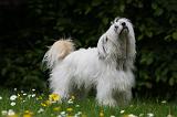 CHIEN NU CHINOIS 175